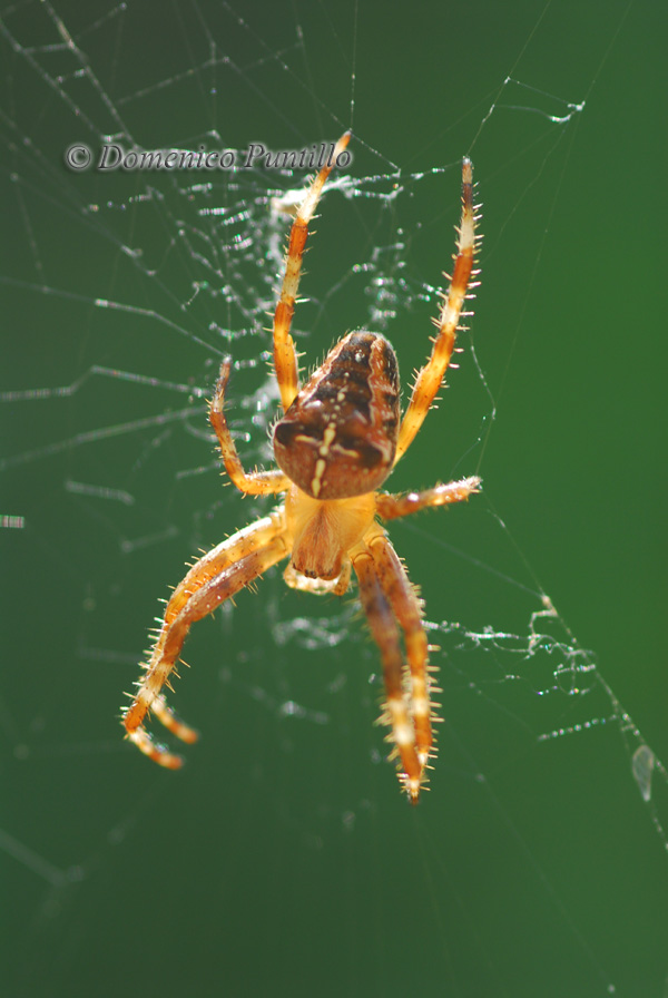 Araneus diadematus